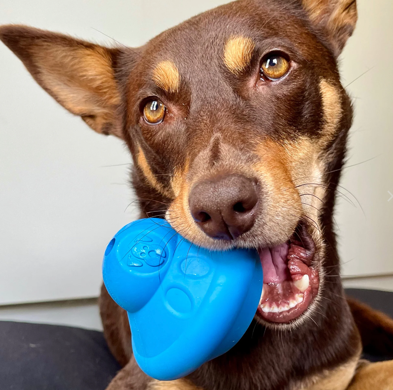 Flying Saucer Chew Toy