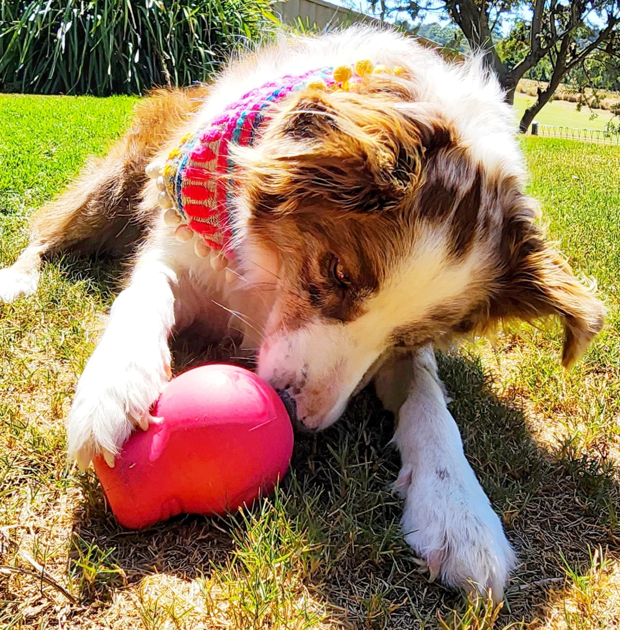 Sugar Skull Chew Toy