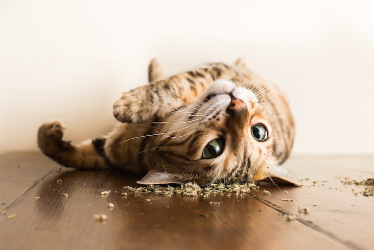 PET QWERKS Incredibubbles for Cats, Catnip 