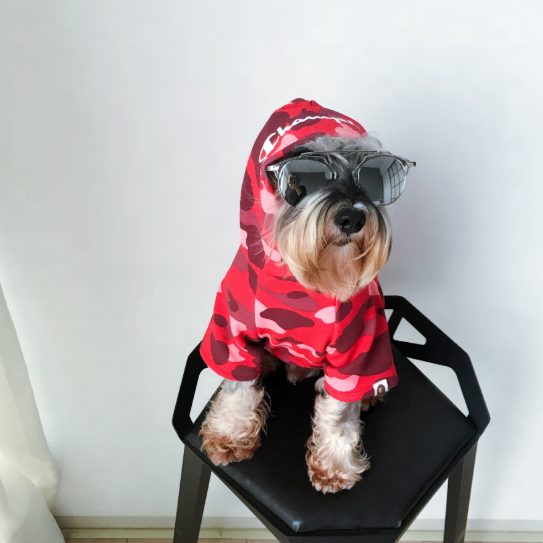 Champion 2025 dog hoodie