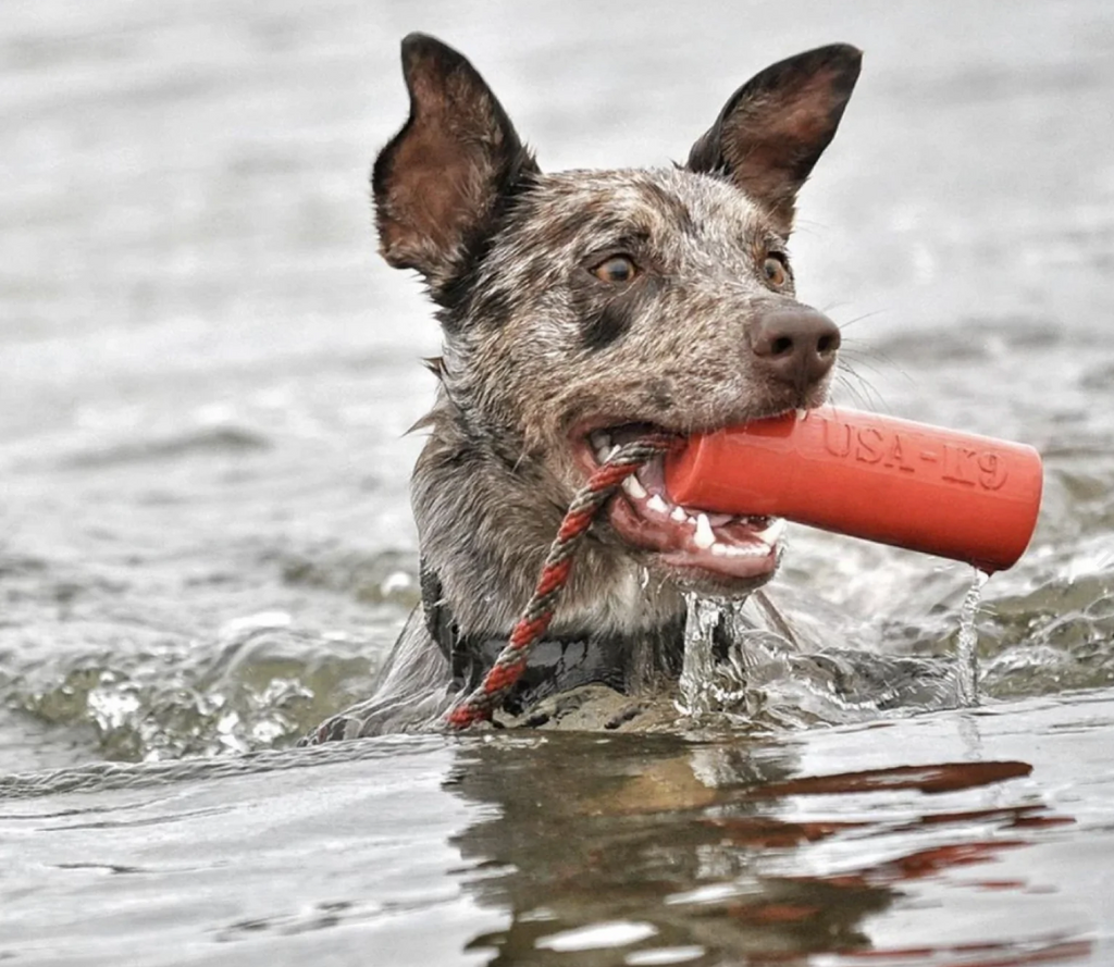 Firecracker Chew Toy