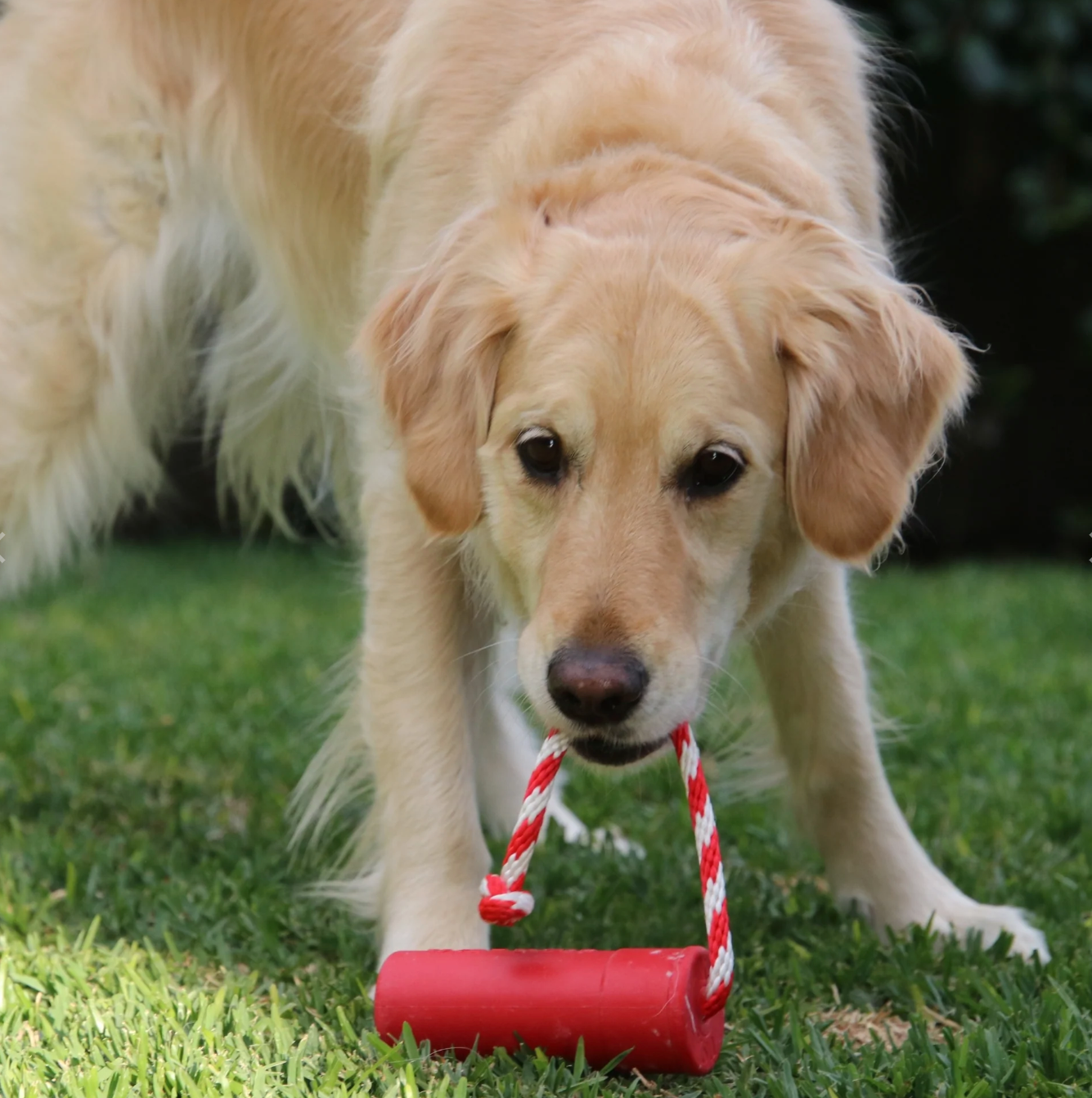 Firecracker Chew Toy