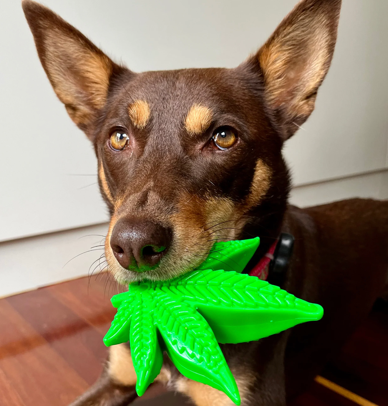 Maple Leaf Chew Toy