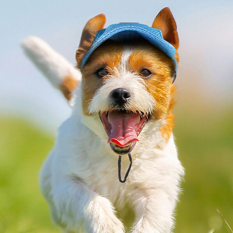 Pet Hats/Caps